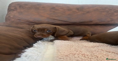Miniature Dachshund dogs - Advert 18