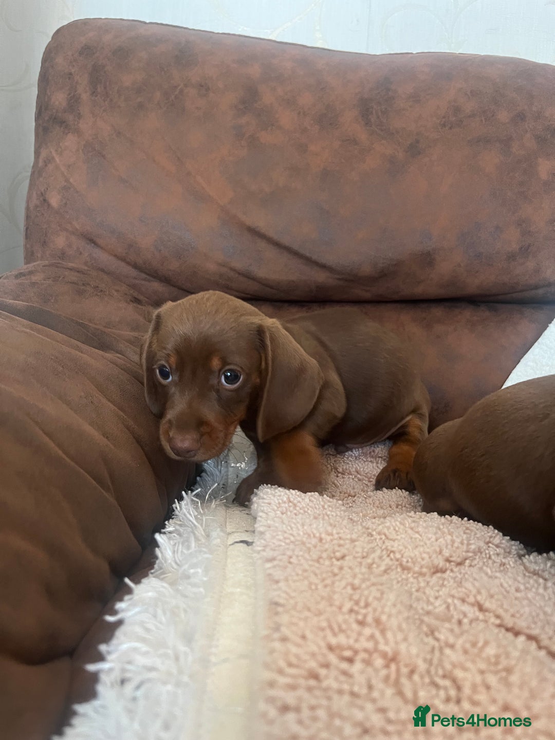 Miniature Dachshund dogs for sale: Miniature Choc & Tan Dachshund Puppies! - Image 3