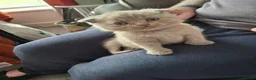 Mixed Breed cats for sale: Lilac British shorthair/Scottish fold  in Swansea - Advert 3