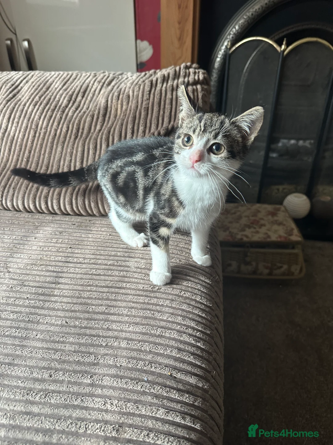 Mixed Breed cats for sale: Two playful kittens  - Advert 10