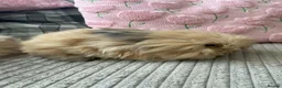 Angora rabbits for sale: English Full Face Angora Kits - Advert 13