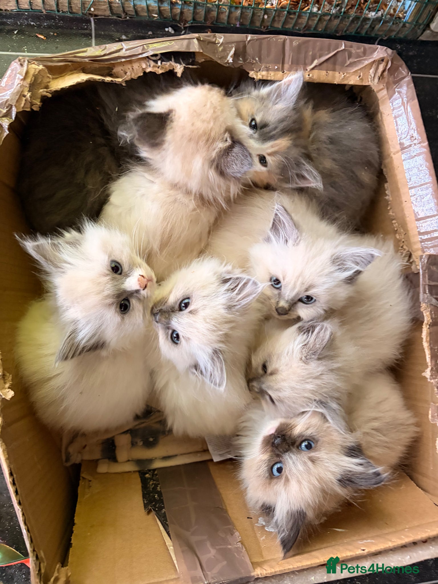 Ragdoll cats Gorgeous Ragdoll kittens  - Advert 9