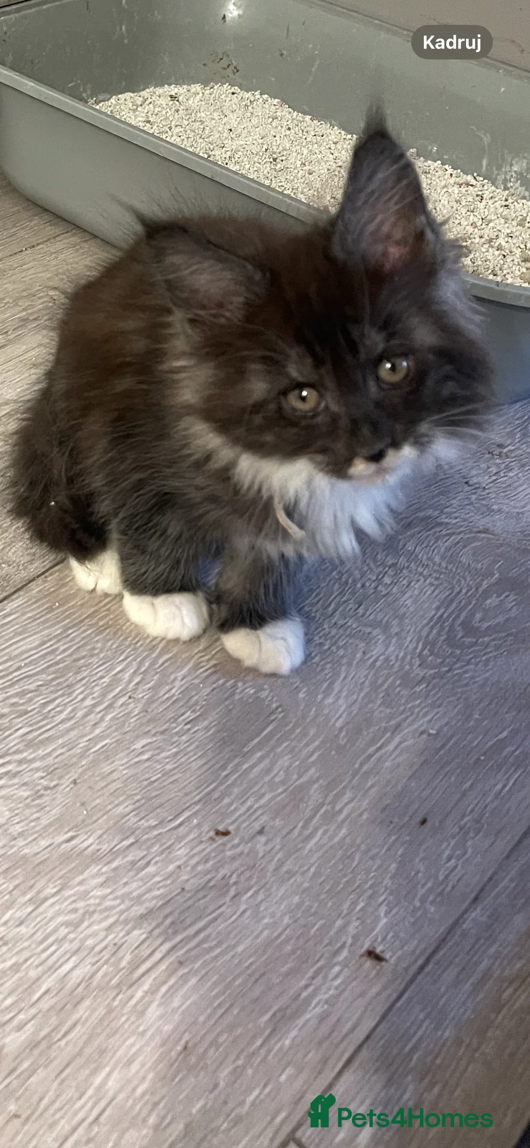 Maine Coon cats for sale: Maine coon - Advert 2