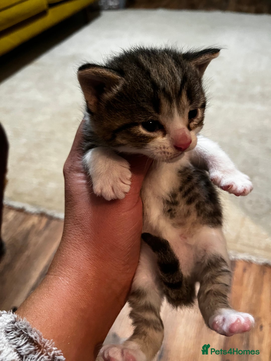 Mixed Breed cats for sale: Kittens for sale - Image 14