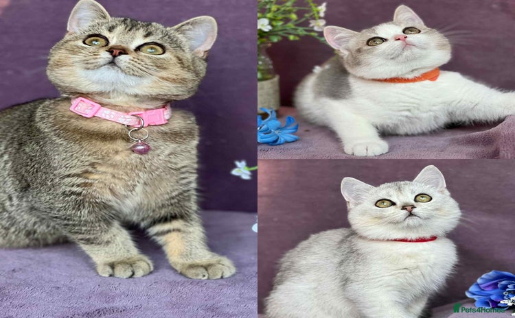 British Shorthair cats - Advert 2