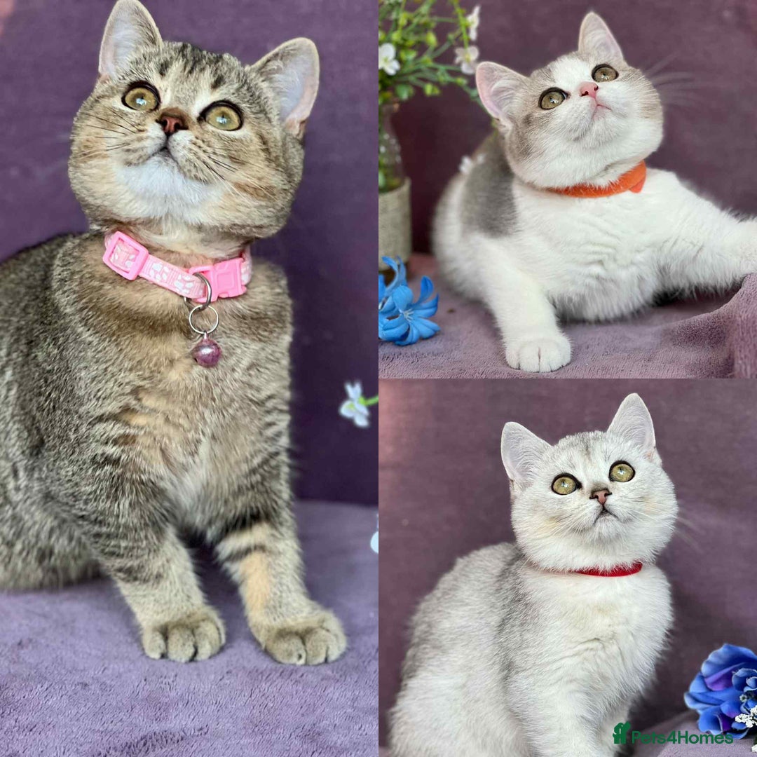 British Shorthair cats for sale: Lovely BSH kittens - ready for their forever homes - Image 1