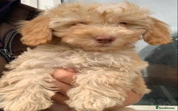 Cockapoo dogs for sale: Cockapoo puppies ready now - Image 13