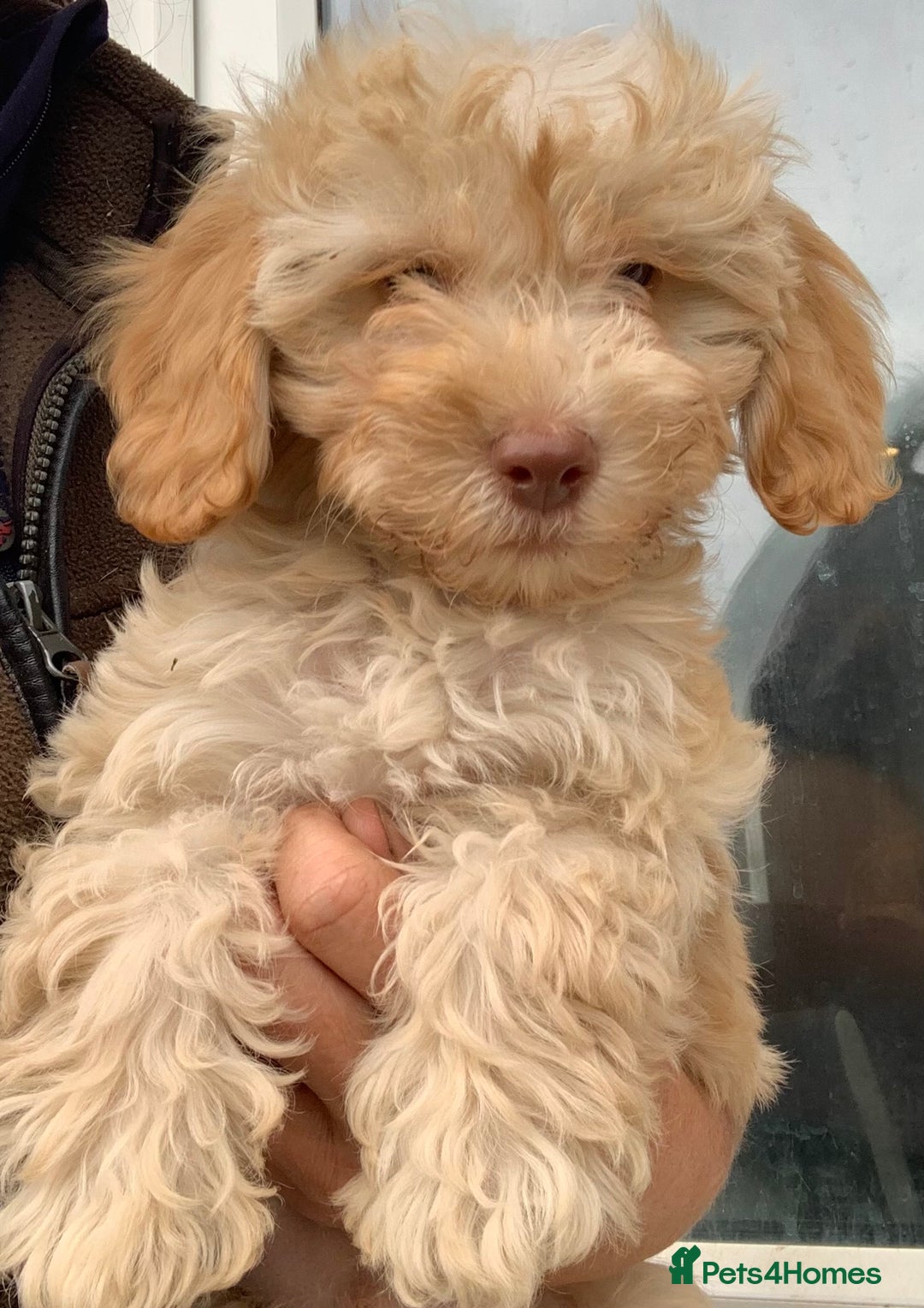 Cockapoo dogs for sale: Cockapoo puppies ready now - Image 13