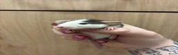 Rat rodents for sale: Gorgeous pedigree dwarf rat pups - Advert 19
