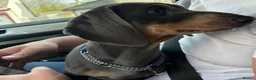 Miniature Dachshund dogs for sale: blue & tan miniature dachshund male puppy - Advert 6