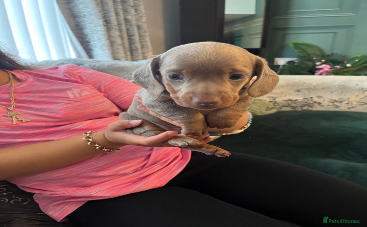 Miniature Dachshund dogs - Advert 5