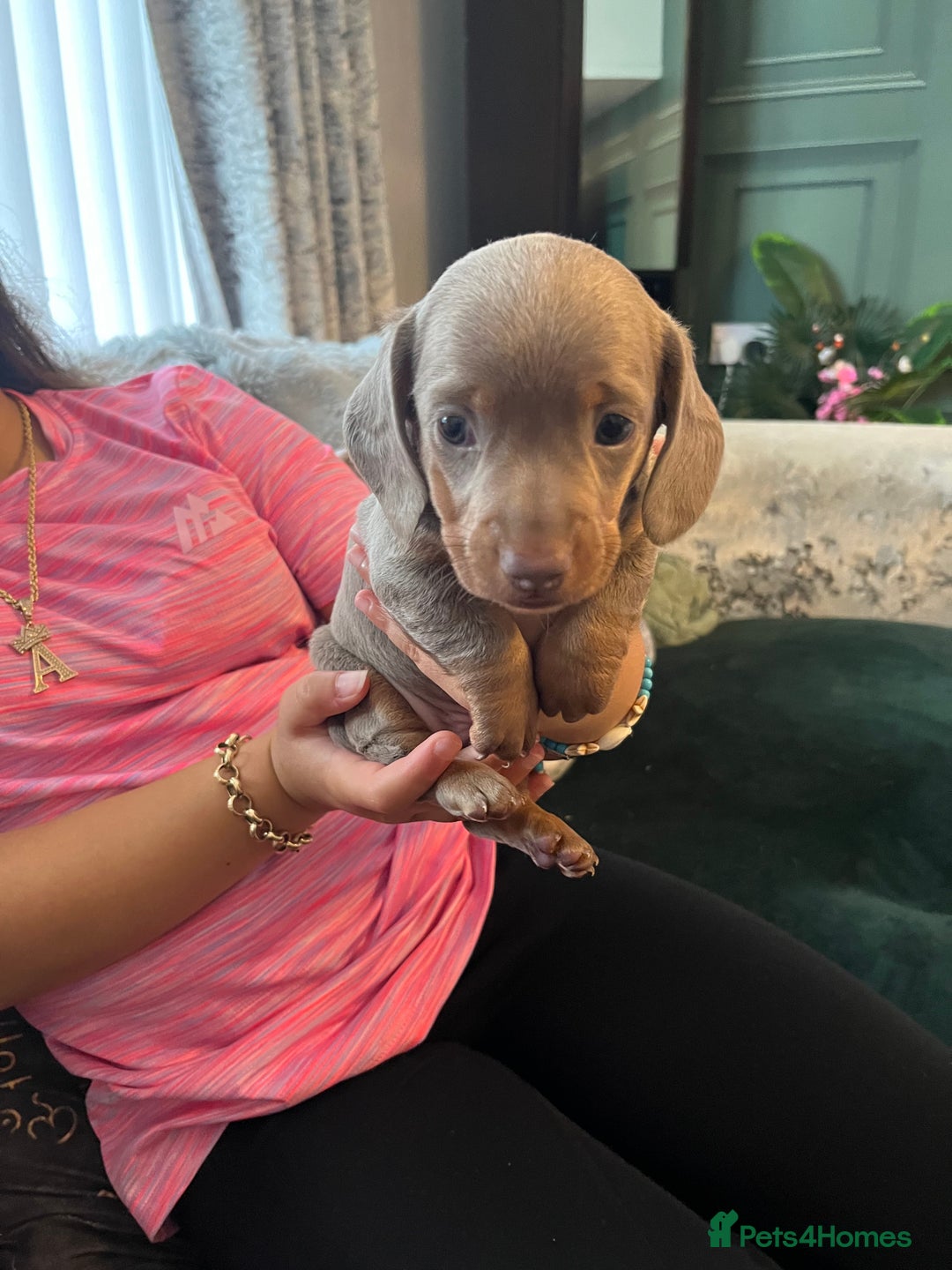 Miniature Dachshund dogs for sale: Beautiful miniature dachshund pups  - Image 12