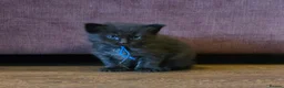 Maine Coon cats for sale: Stunning Maine Coons - Advert 8