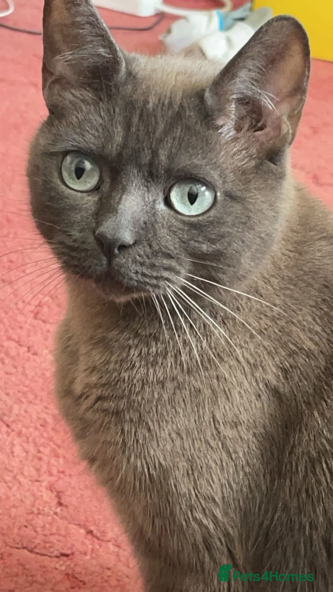 Mixed Breed cats for sale: FREE - Needs to be rehomed ASAP - Advert 2