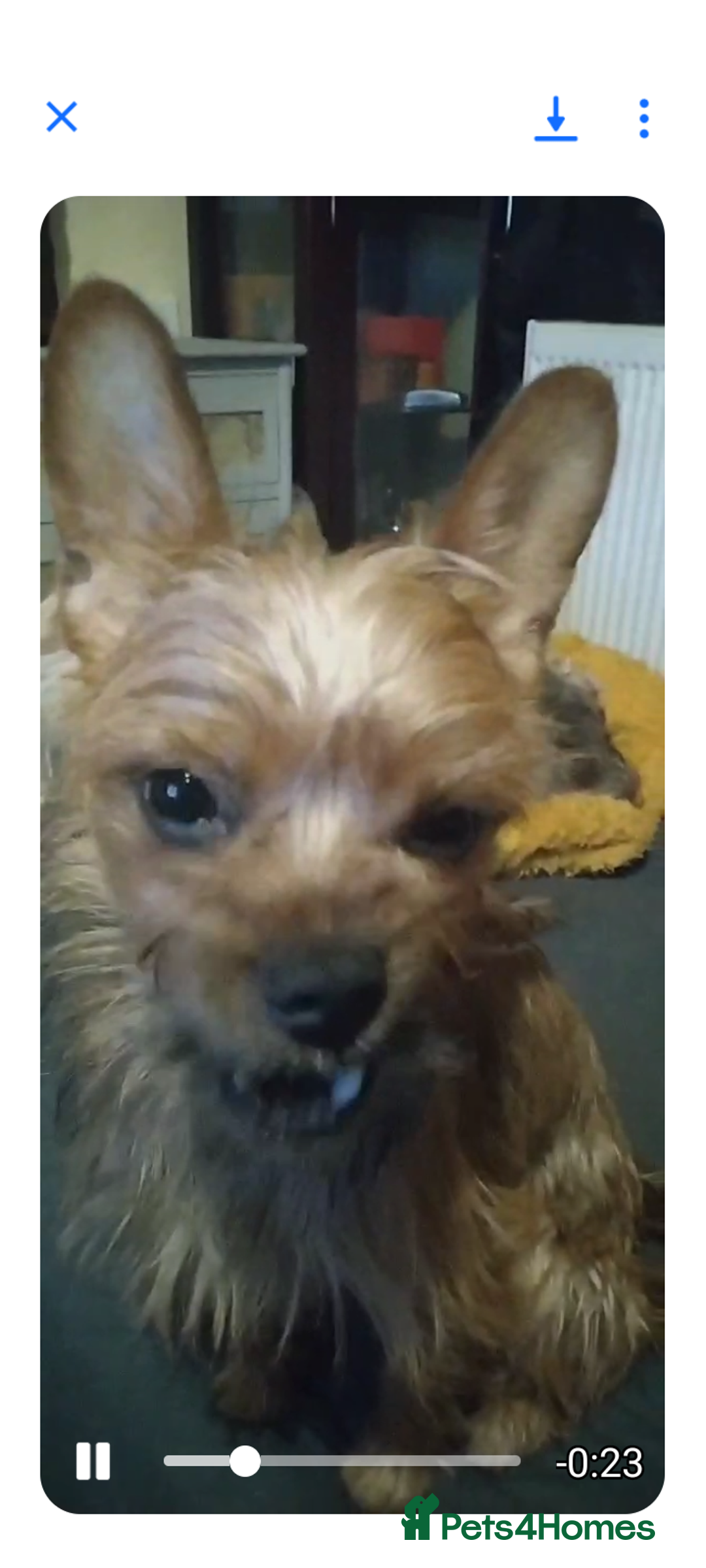 Mixed Breed dogs for sale: Frorkie female for free - Image 2