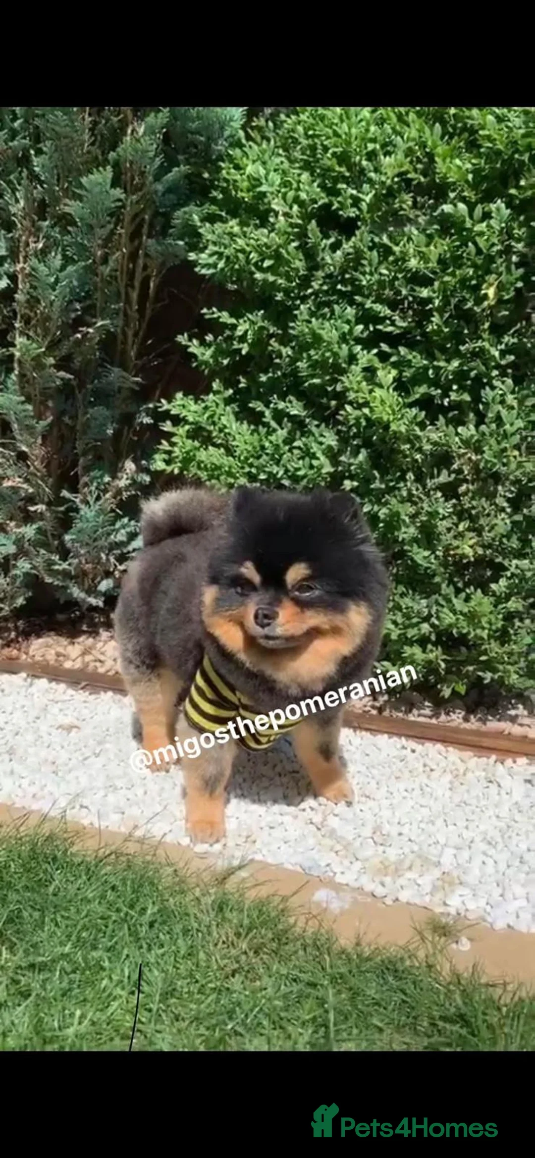 Pomeranian dogs for sale: Pomeranian puppy! CHAMPION BLOODLINES - Advert 13