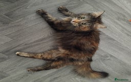 British Longhair cats for sale: Female BLH 2 years old  - Image 4