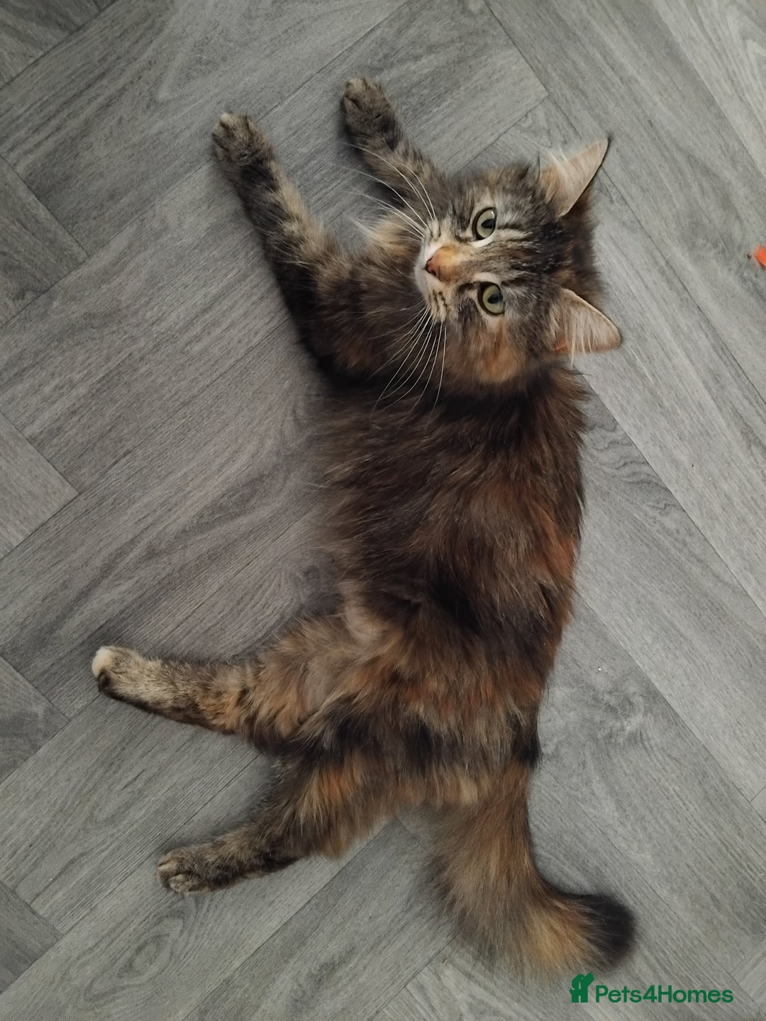 British Longhair cats for sale: Female BLH 2 years old  - Image 4