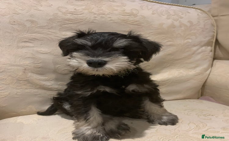 Miniature Schnauzer dogs - Advert 4