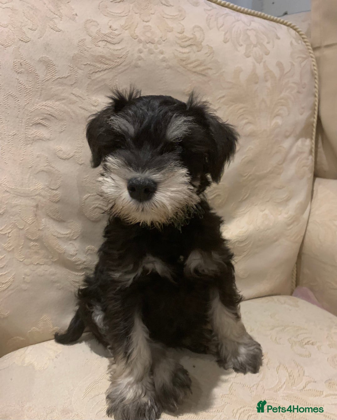 Miniature Schnauzer dogs for sale: KC Mini Schnauzer/Vaccinated Ready for walks - Image 2