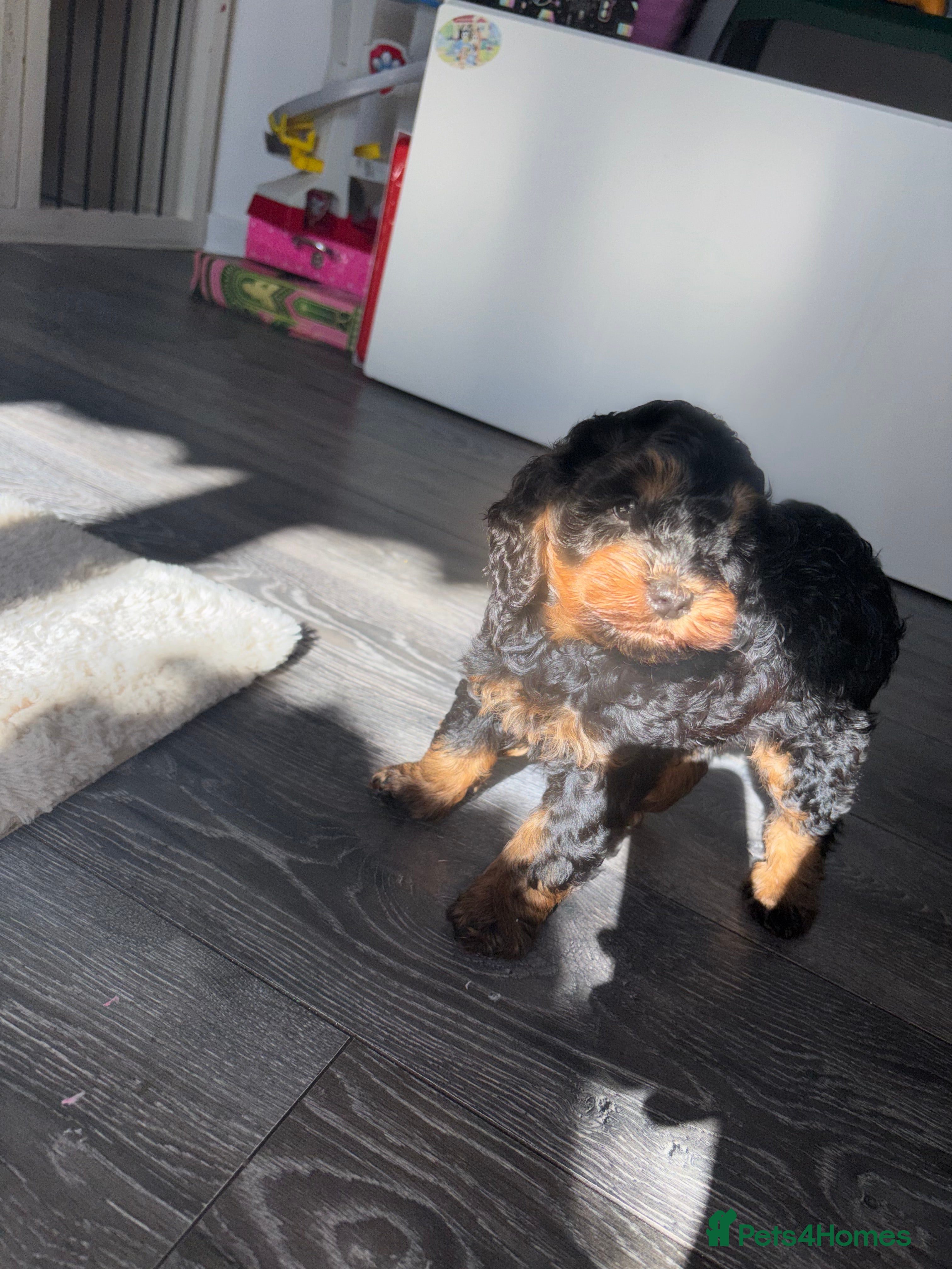 Cockapoo dogs Minature Cockapoo dog for sale  - Advert 16