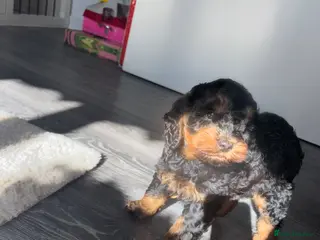 Cockapoo dogs Minature Cockapoo dog for sale - Advert 16