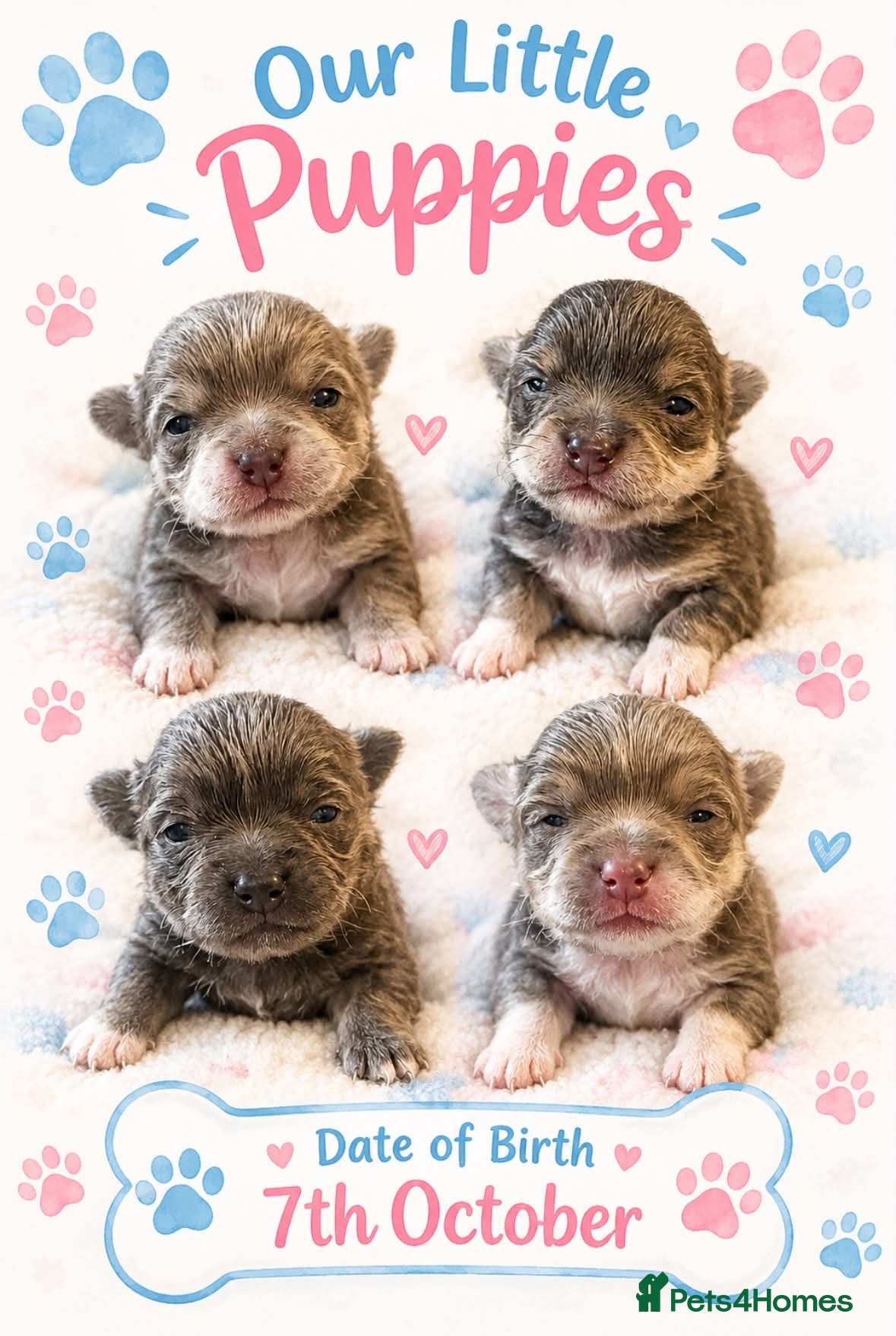Chihuahua dogs Exceptional Litter,  Lilac Long-Haired Chihuahuas  - Advert 15