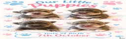 Chihuahua dogs for sale: Exceptional Litter,  Lilac Long-Haired Chihuahuas  in Washington - Advert 1