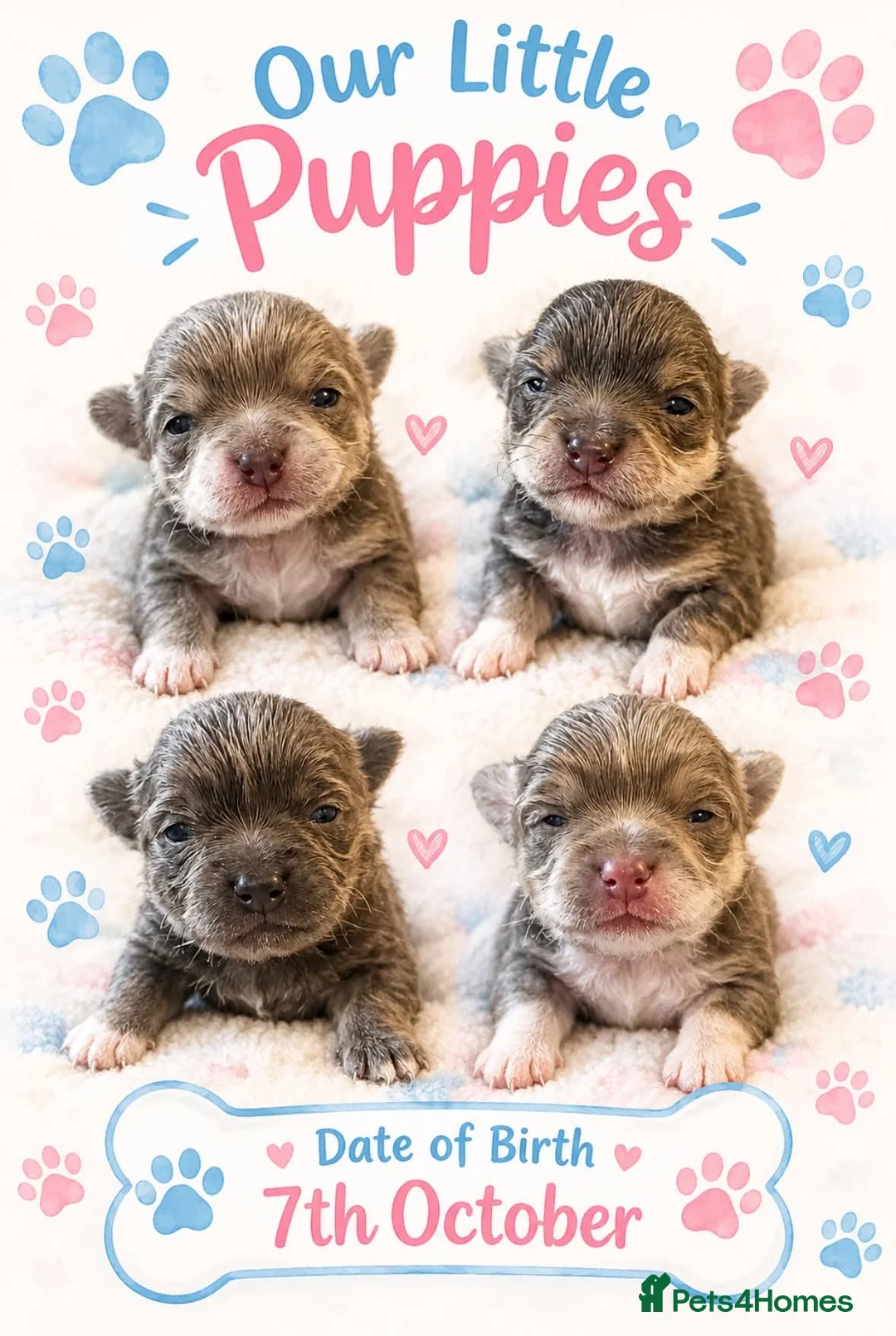 Chihuahua dogs for sale: Exceptional Litter,  Lilac Long-Haired Chihuahuas  in Washington - Advert 1