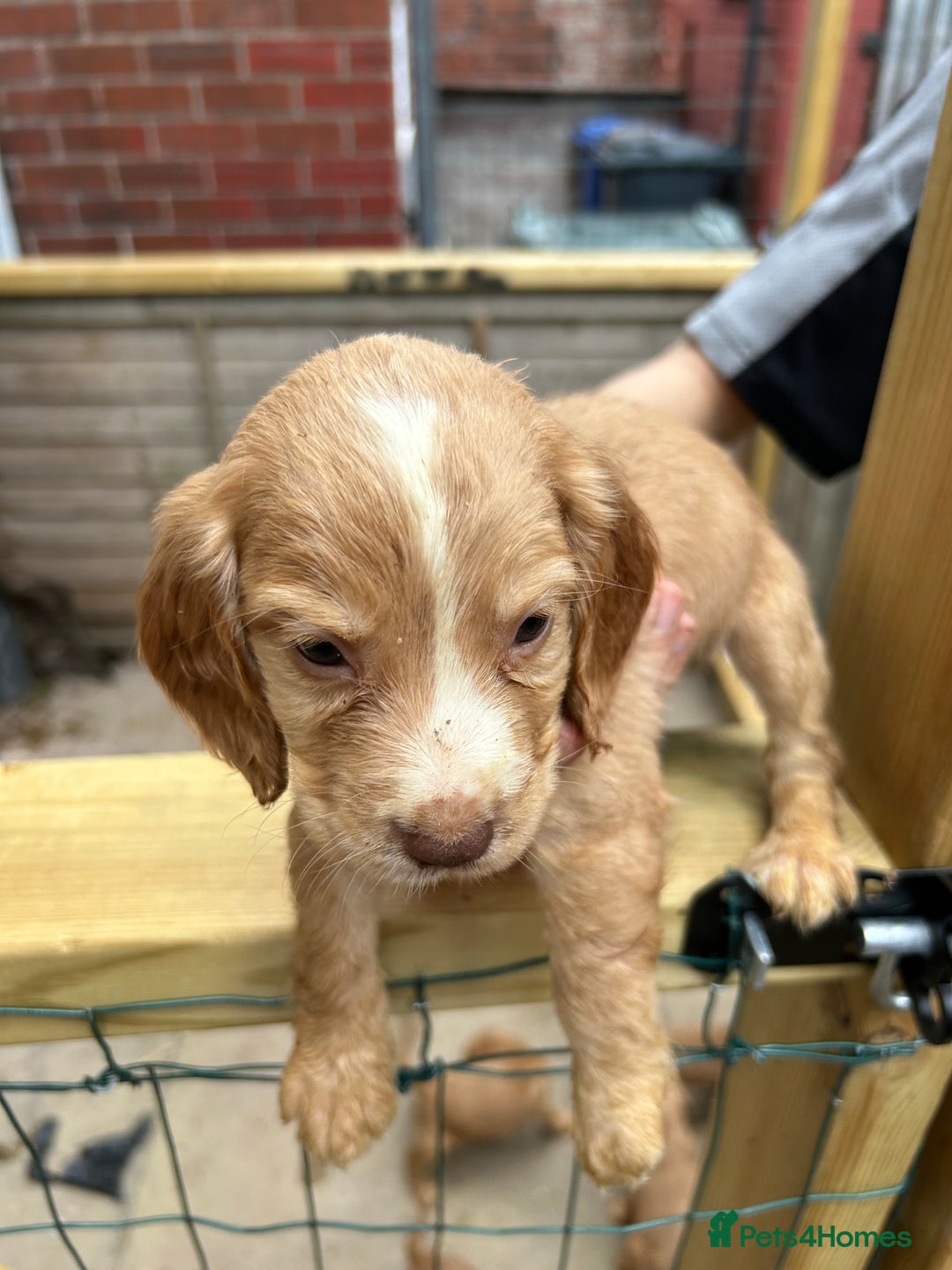 Cocker Spaniel dogs for sale: Kc cocker spaniels  - Image 2