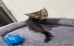 Mixed Breed cats for sale: BEAUTIFUL KITTENS  - Image 24