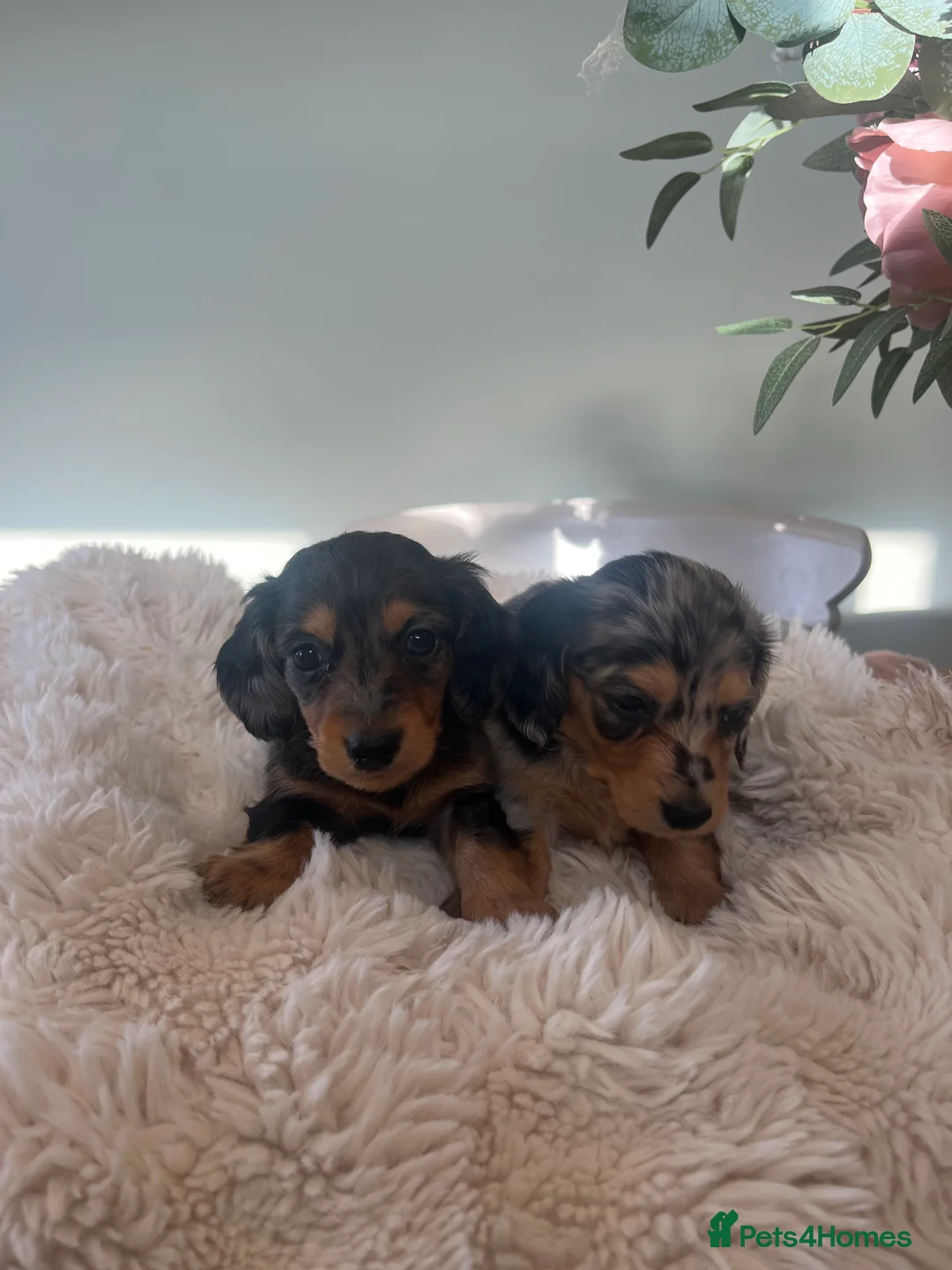 Miniature Dachshund dogs for sale: Mini long haired dachshund pups - Advert 21