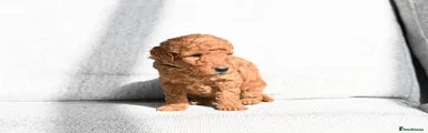 Mini Goldendoodle Puppy 3