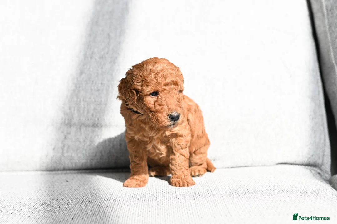 Mini Goldendoodle dogs for sale: BEAUTIFUL MINI GOLDENDOODLES  - Advert 15
