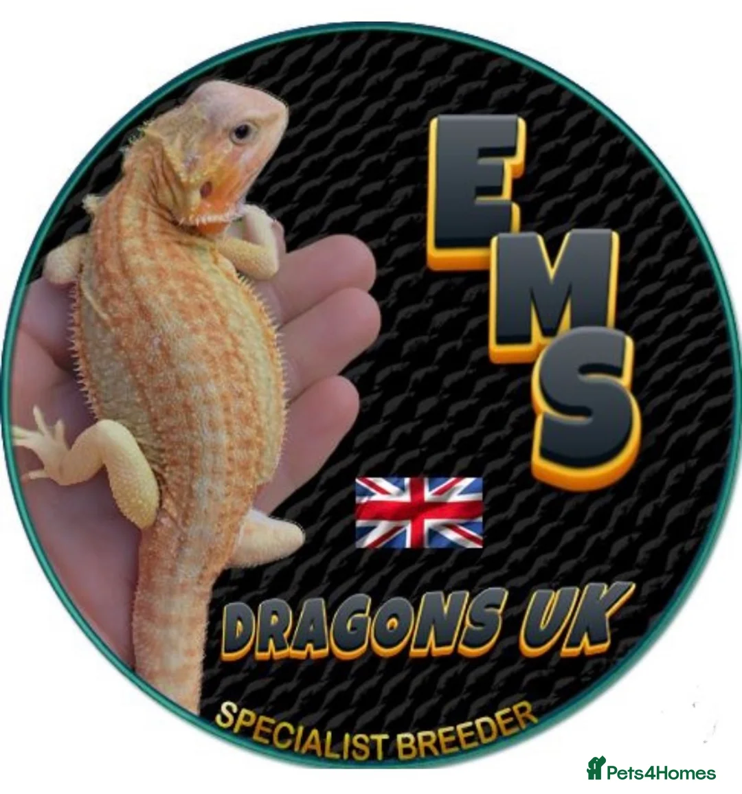 Bearded Dragon reptiles for sale: Red Monster Genetic Stripe Zero Hypo Trans License - Advert 27