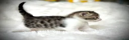 Mixed Breed cats for sale: 🐾 Beautiful Baby Kittens - Ragdoll x Bengal 🐾 - Advert 11