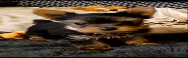 Yorkshire Terrier 2