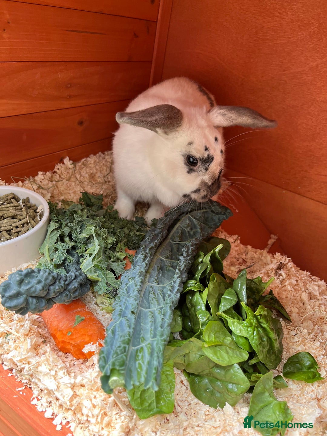 Mini Lop rabbits for sale: 7 beautiful mini lops  - Image 1