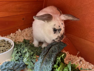 Mini Lop rabbits - Advert 37