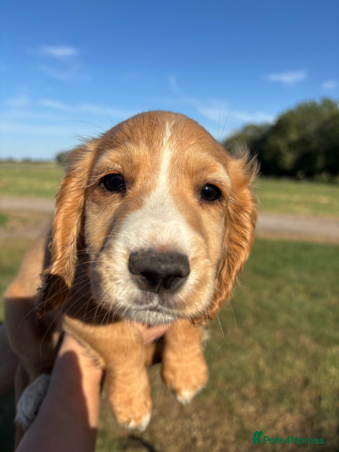 Cocker Spaniel dogs for sale: Ready To Go Now Lovely Cocker Spaniel Puppies - Image 9