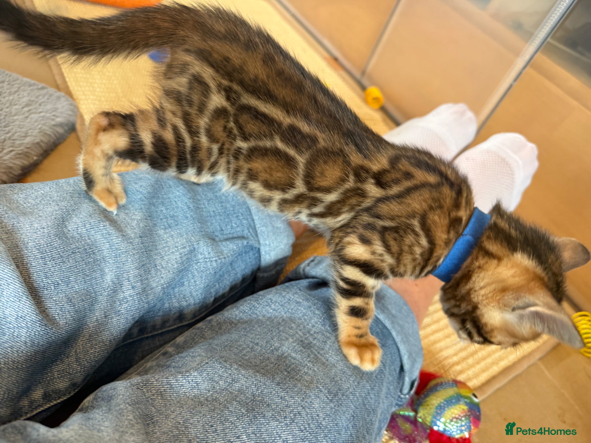 Bengal cats Stunning TICA registered Bengal kittens - Advert 2
