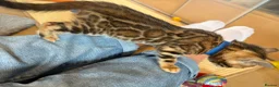 Bengal cats for sale: Stunning Bengal kittens - Advert 5