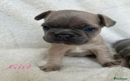 French Bulldog dogs for sale: Frenchie pups KC Registered  - Image 25