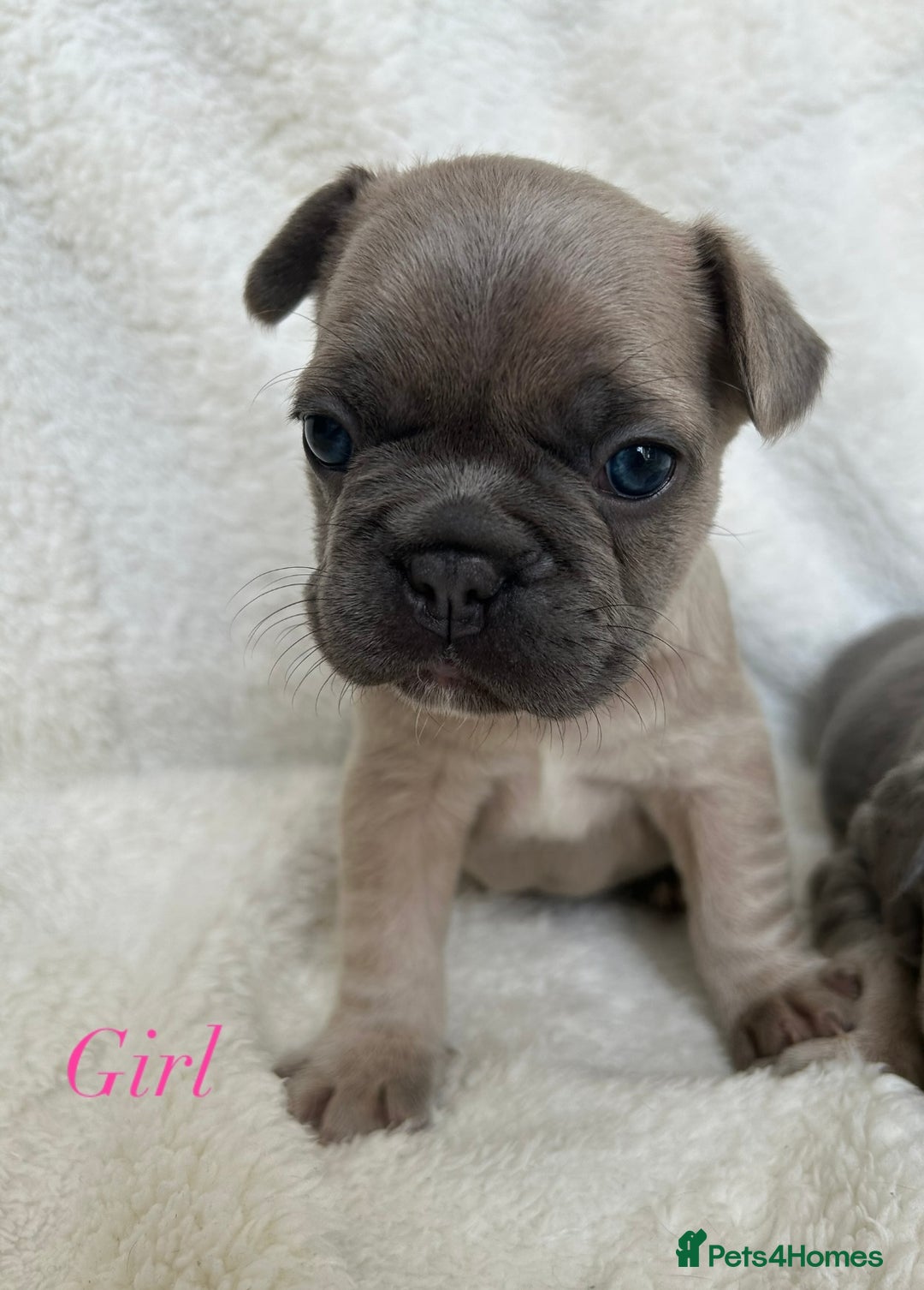 French Bulldog dogs for sale: Frenchie pups KC Registered  - Image 25