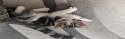 Mixed Breed cats for sale: Beautiful kittens  in Southampton - Advert 35