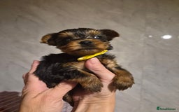 Yorkshire Terrier dogs for sale: 💝Beautiful Miniature Babies from 250g💝 - Image 13