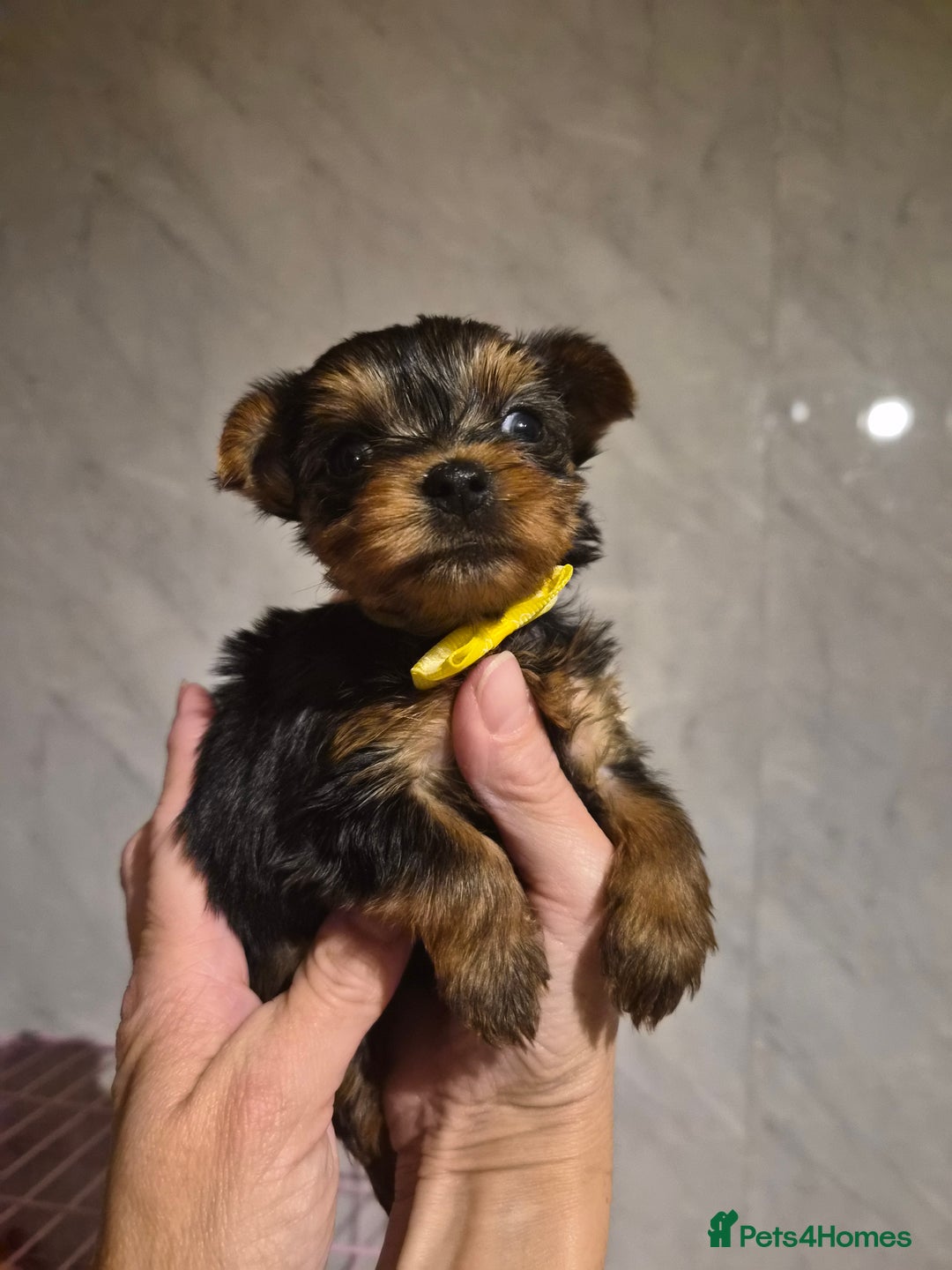 Yorkshire Terrier dogs for sale: 💝Beautiful Miniature Babies from 250g💝 - Image 13