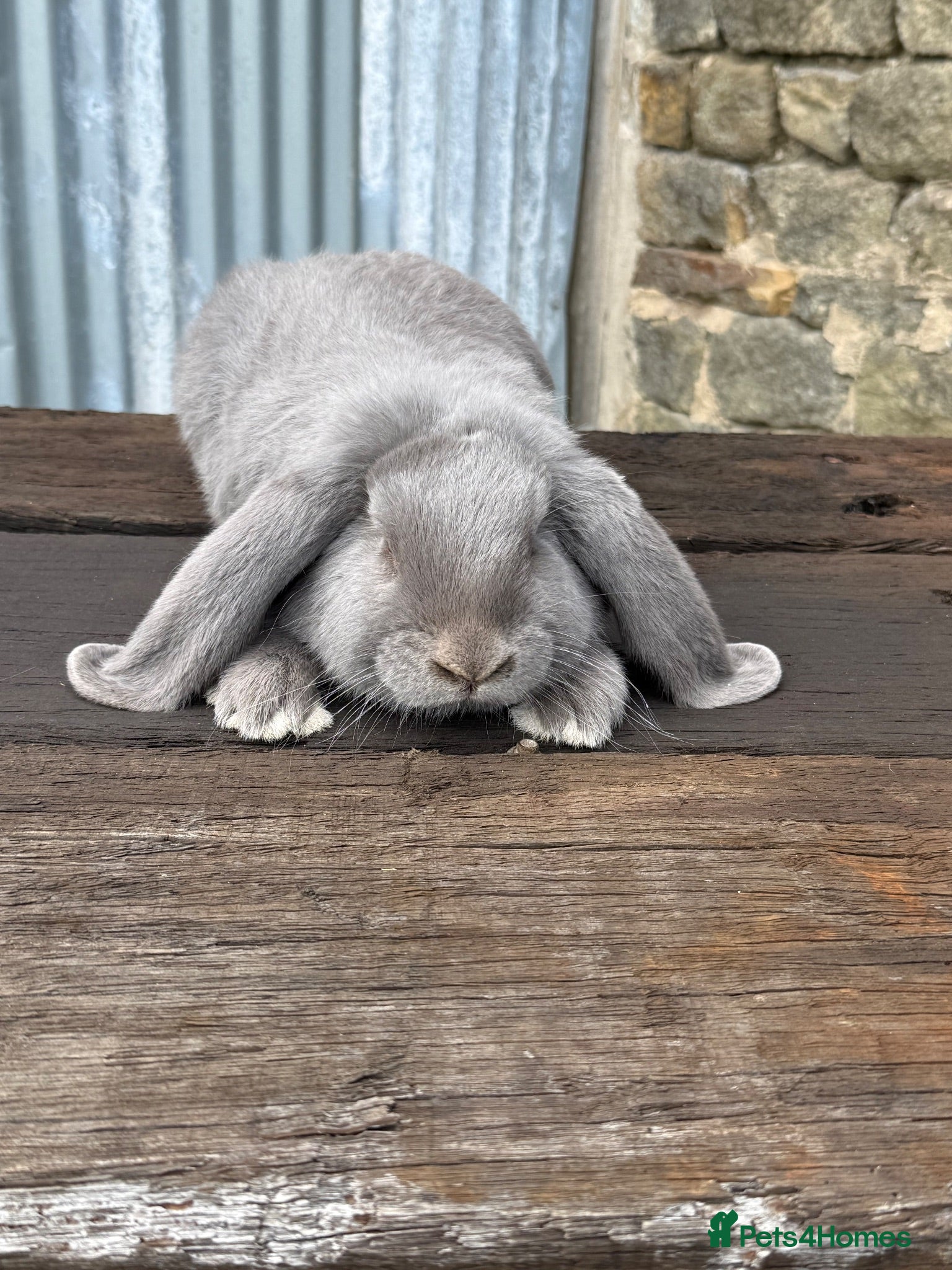 French Lop rabbits Stunning XL French lops  - Advert 2