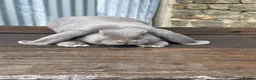 French Lop rabbits for sale: Stunning XL French lops  - Advert 2