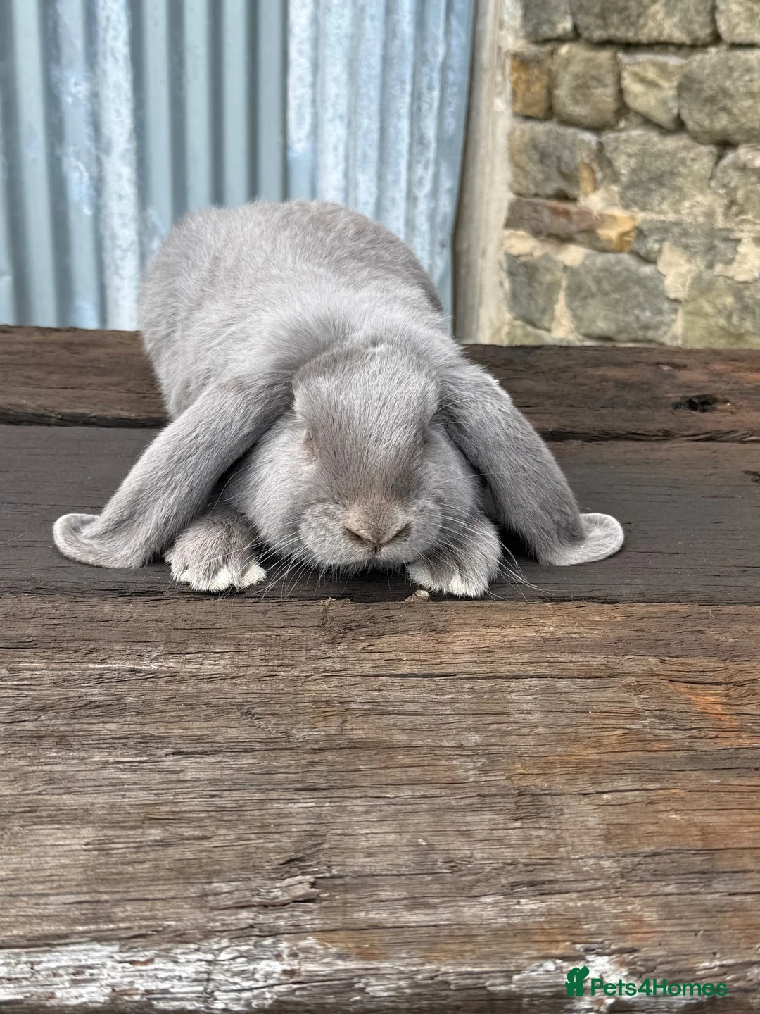 French Lop rabbits for sale: Stunning XL French lops  - Advert 2